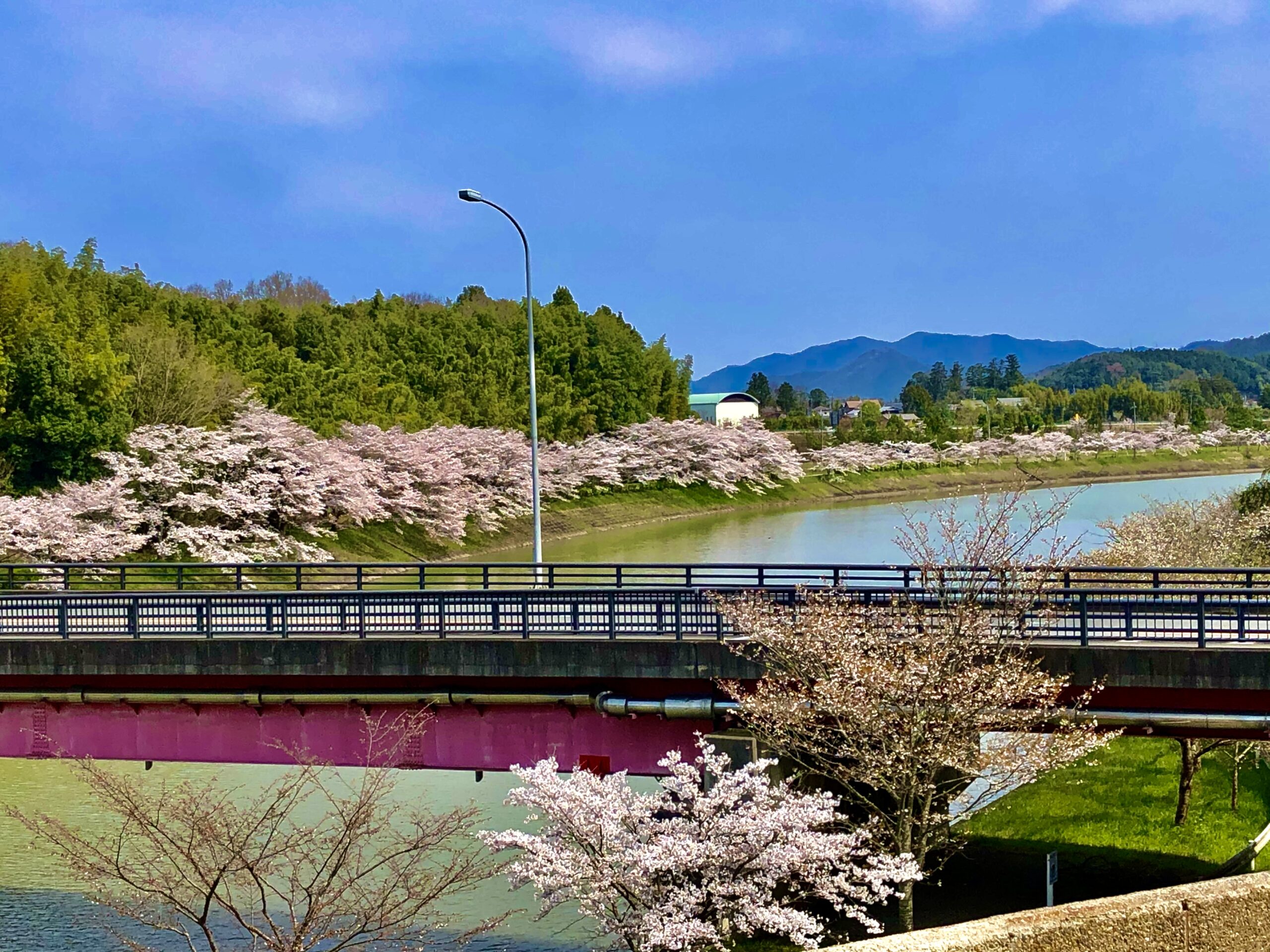 春の丹波篠山・桜並木と池